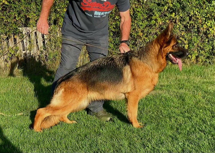 Image of Monksley Gabbi