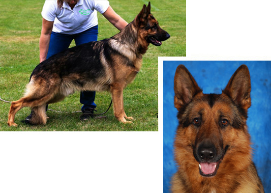 Ch Monksley Kohana at Zuberg